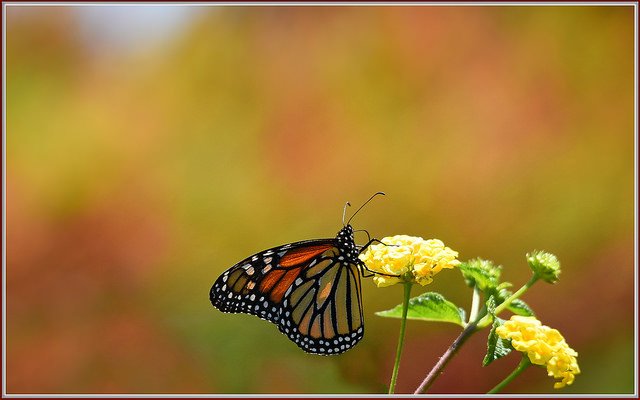 Monarch butterfly on lantana blossoms