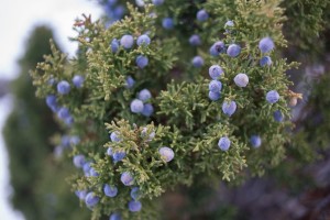 Juniper bush with berries