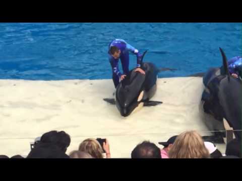 Orca Pendleton Orca Profiles in Captivity: No. 10 of the San Diego 10