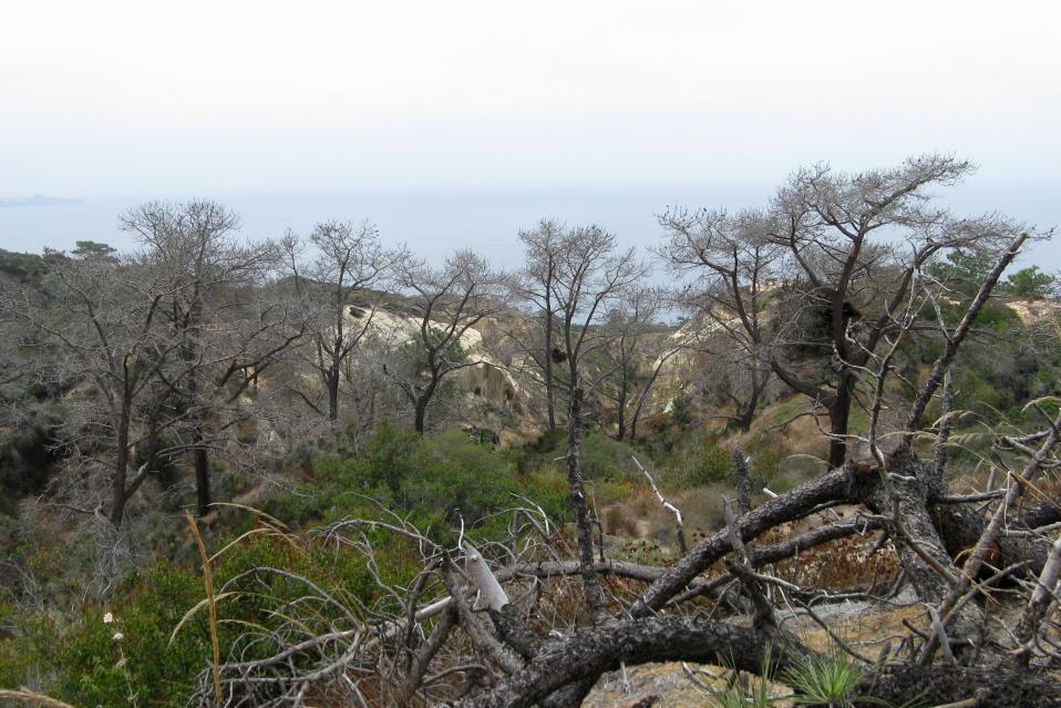 View of dead trees at Torrey Pines Reserve