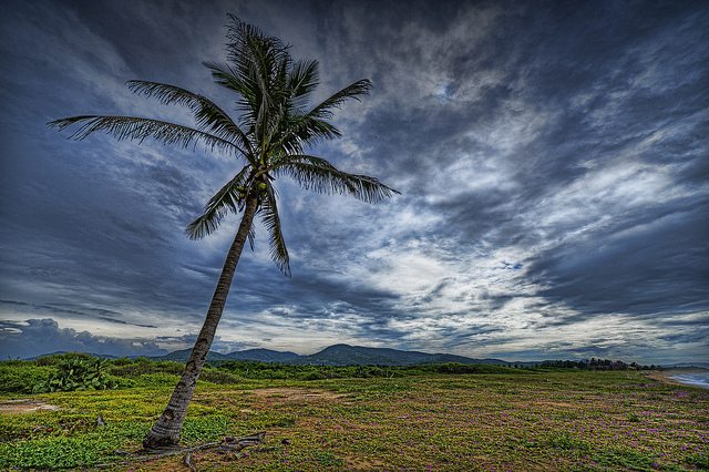 Lone slightly leaning palm tree in grassy plain, cloudy skies, mountain range in distance